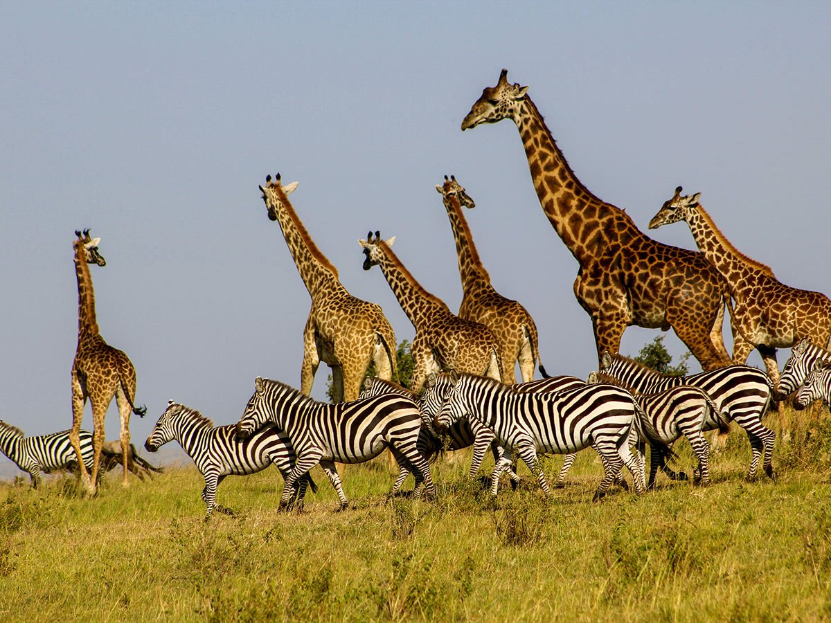Experience an Authentic Safari in Kenya and Tanzania