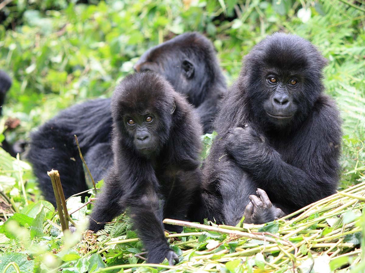 Embark on a Gorilla Trekking Adventure in Uganda