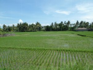 2560x1920-13-Bali - Ubud - rice Terrace (4)