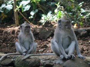 2560x1920-8-Bali - Ubud - Monkey Forest (1)