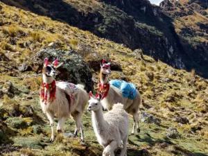 Valencia-Travel-Peru-Lares-Trek-05-Friendly-llamas-in-Andean-Mountains-on-Lares-Trek-to-Machu-Picchu-near-Cusco-Peru